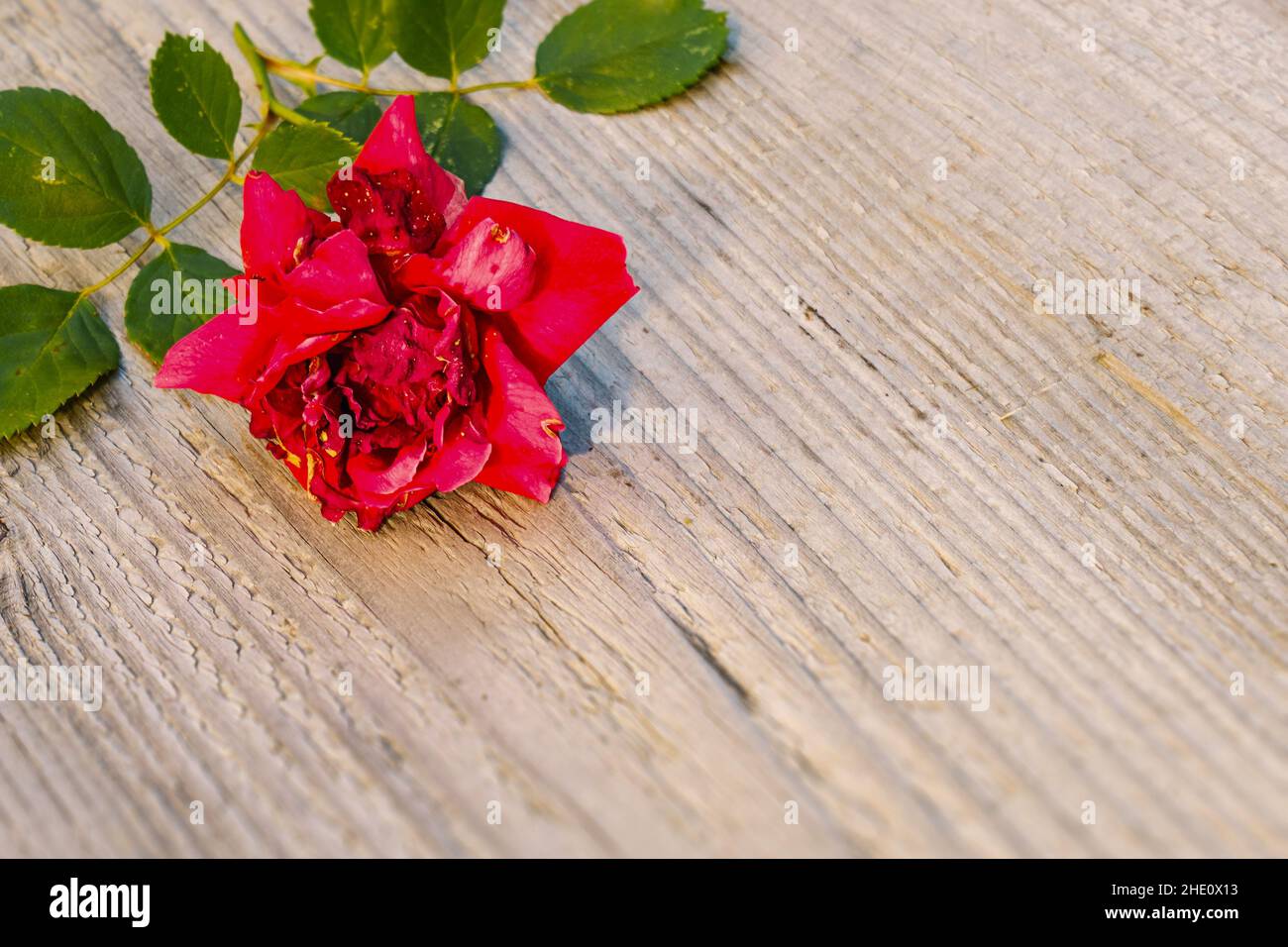An image of a withered red rose background Stock Photo