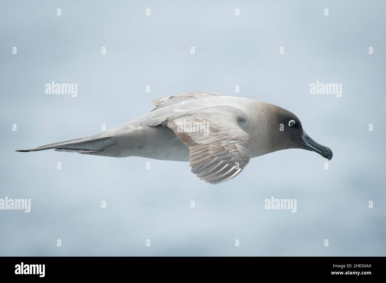 A Light-mantled sooty albatross flies over the Southern ocean in the Drake Passage. Stock Photo