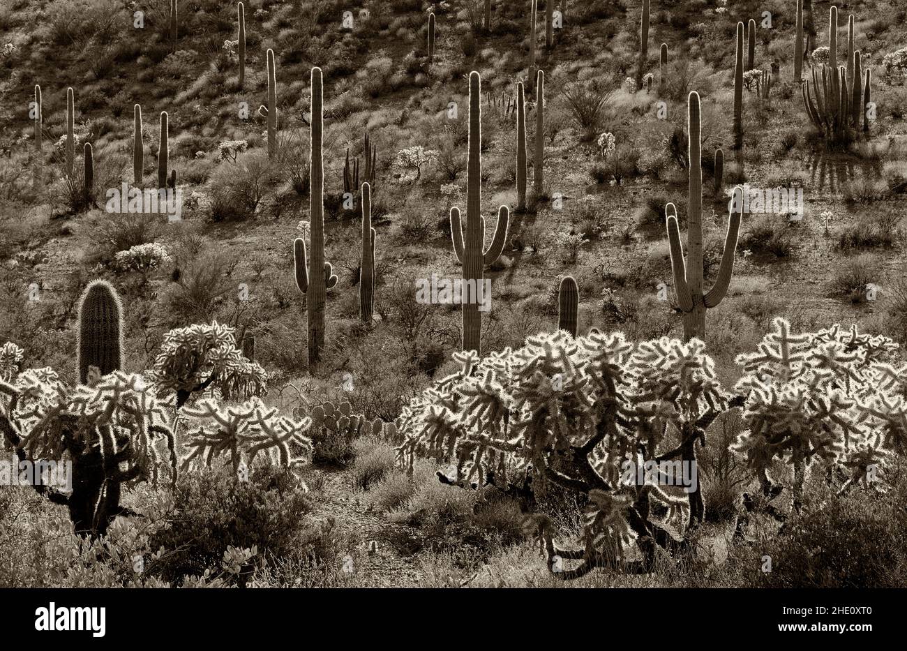 Saguaro Cactus (Carnegiea gigantean) and Chain Fruit Cholla (Opuntia fulgida), Organ Pipe Cactus National Monument, Arizona, USA Stock Photo