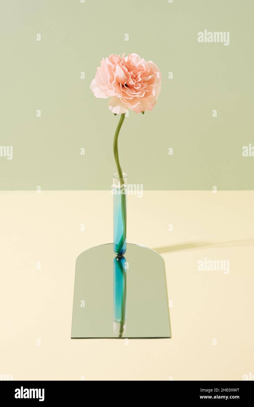 Pink peonia flower in a test tube on a mirror surface. Genetic engineering minimal concept. Stock Photo
