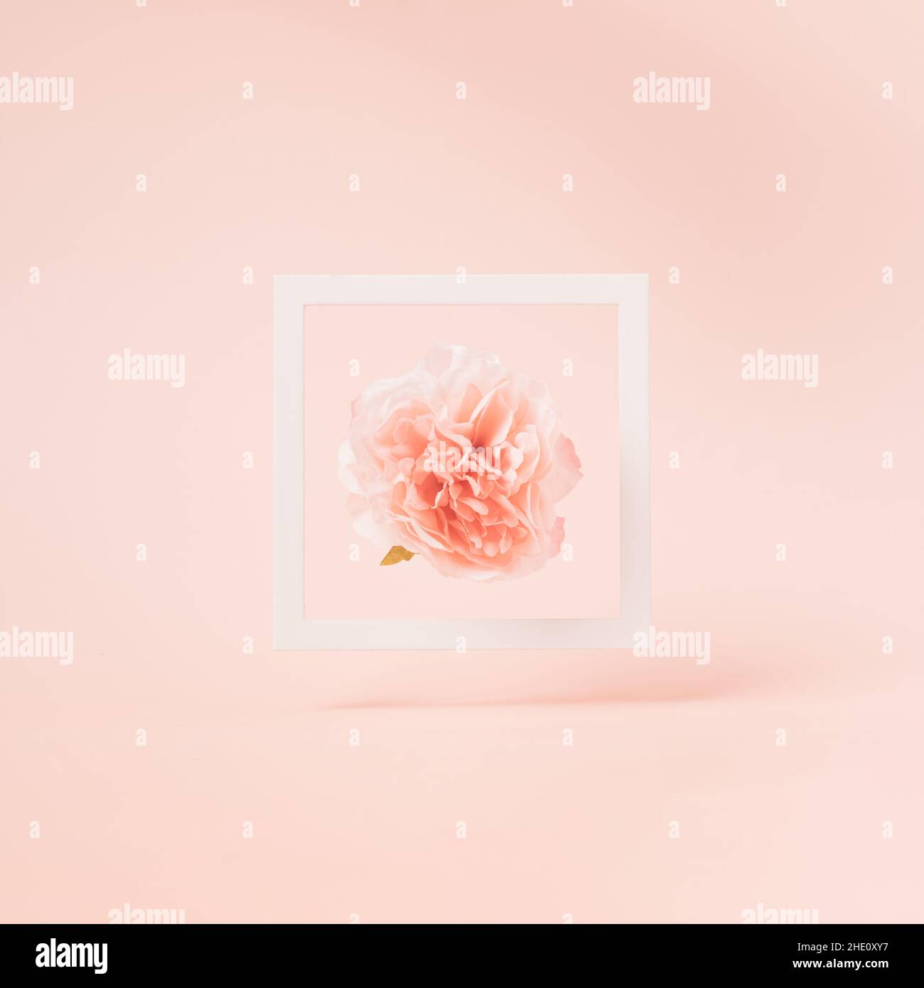White floating frame with artificial peonia flower inside on a pastel pink background. Minimal Valentine's day background. Stock Photo