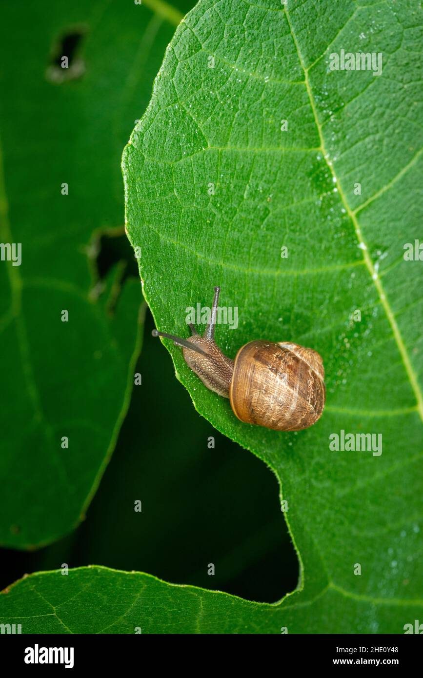 Cornu aspersum, common garden snail on a fig leaf, late august, Surrey, UK-top view Stock Photo