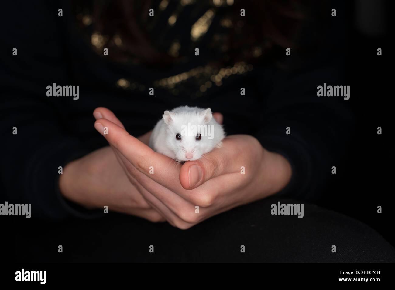 Girl holds pet hamster.The winter white dwarf hamster, also known as the Russian dwarf hamster, Djungarian hamster, striped dwarf hamster, Siberian ha Stock Photo