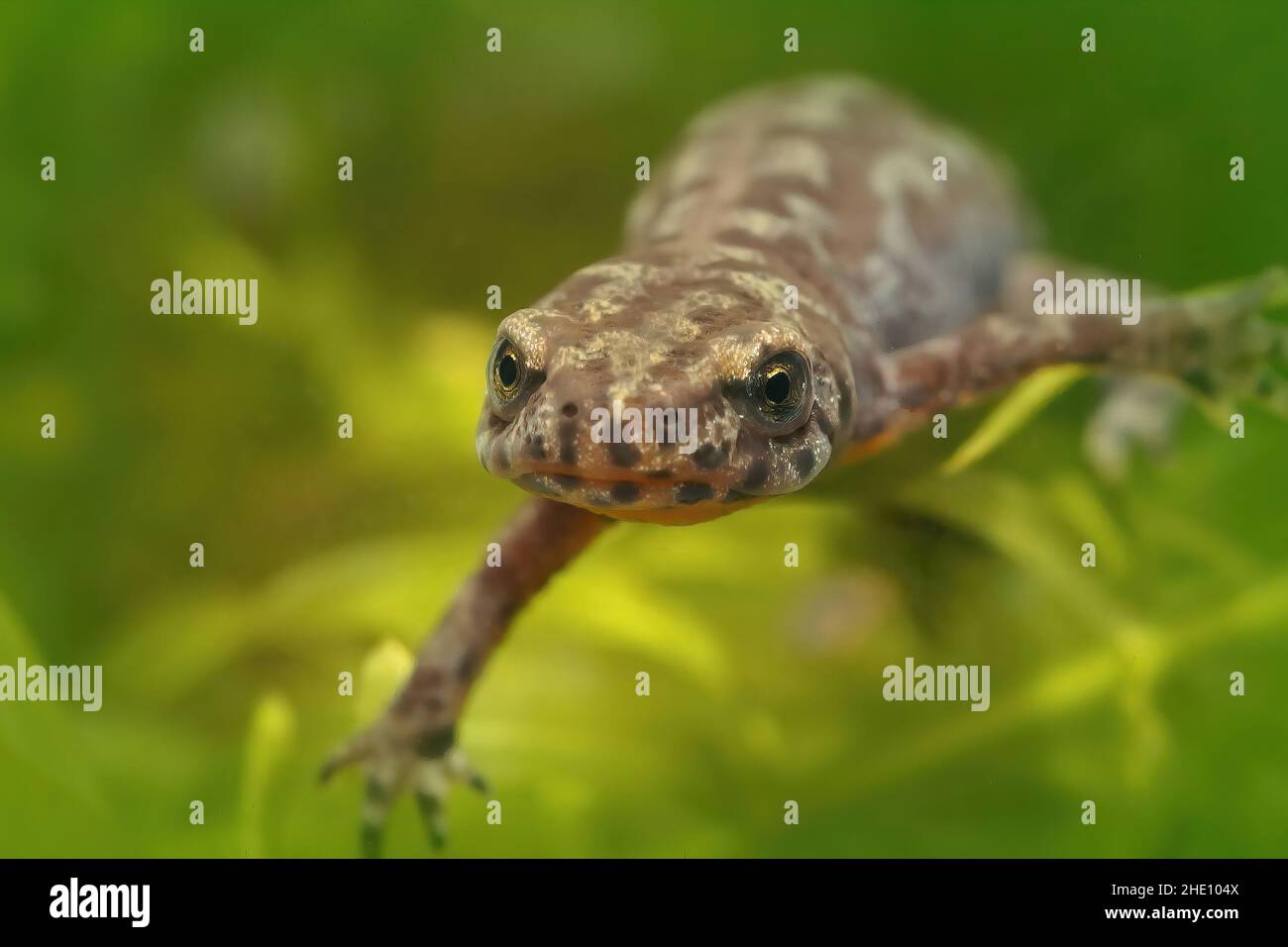 Closeup on an adult Greek Alpine newt, Ichthyosaura alpestris ...