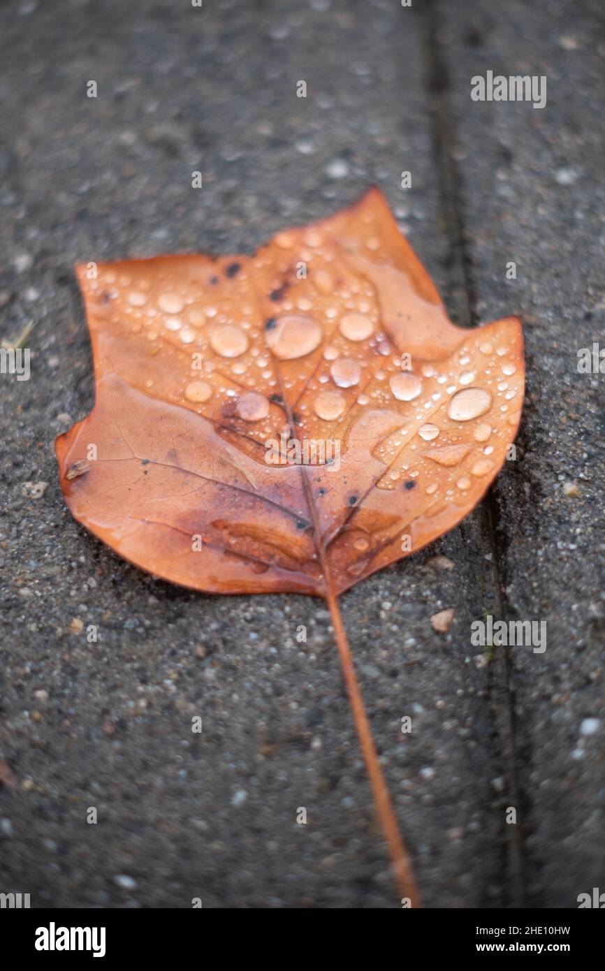 Rain drops covering a brown autumn leaf on a grey urban ground close up still Stock Photo