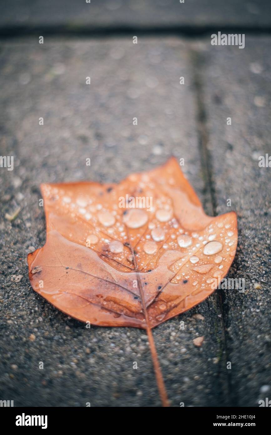Rain drops covering a brown autumn leaf on a grey urban ground close up still Stock Photo