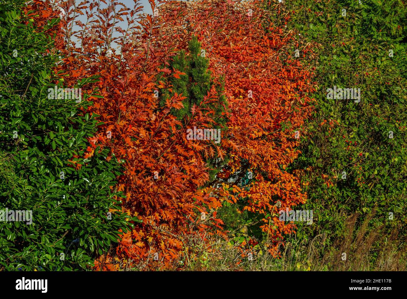Beautiful view of red leaves on a bush with green foliage that grows around the fence like a hedge Stock Photo