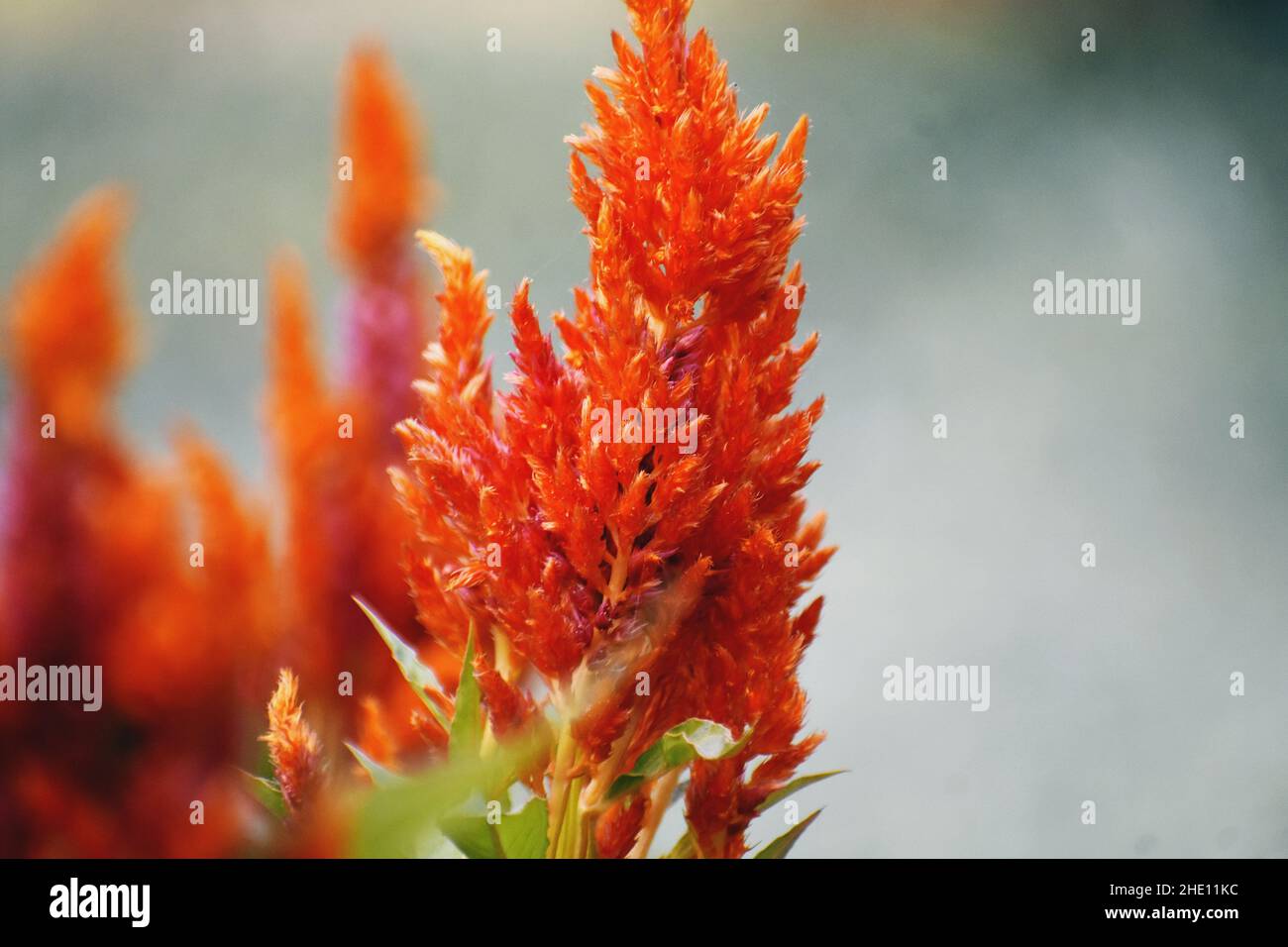 Closeup shot of a beautiful orange Silver Cockscomb flower in the ...