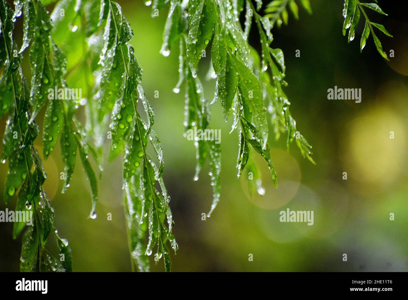 Closeup shot of rain drops on the green leaves of a tree on a blurred background Stock Photo