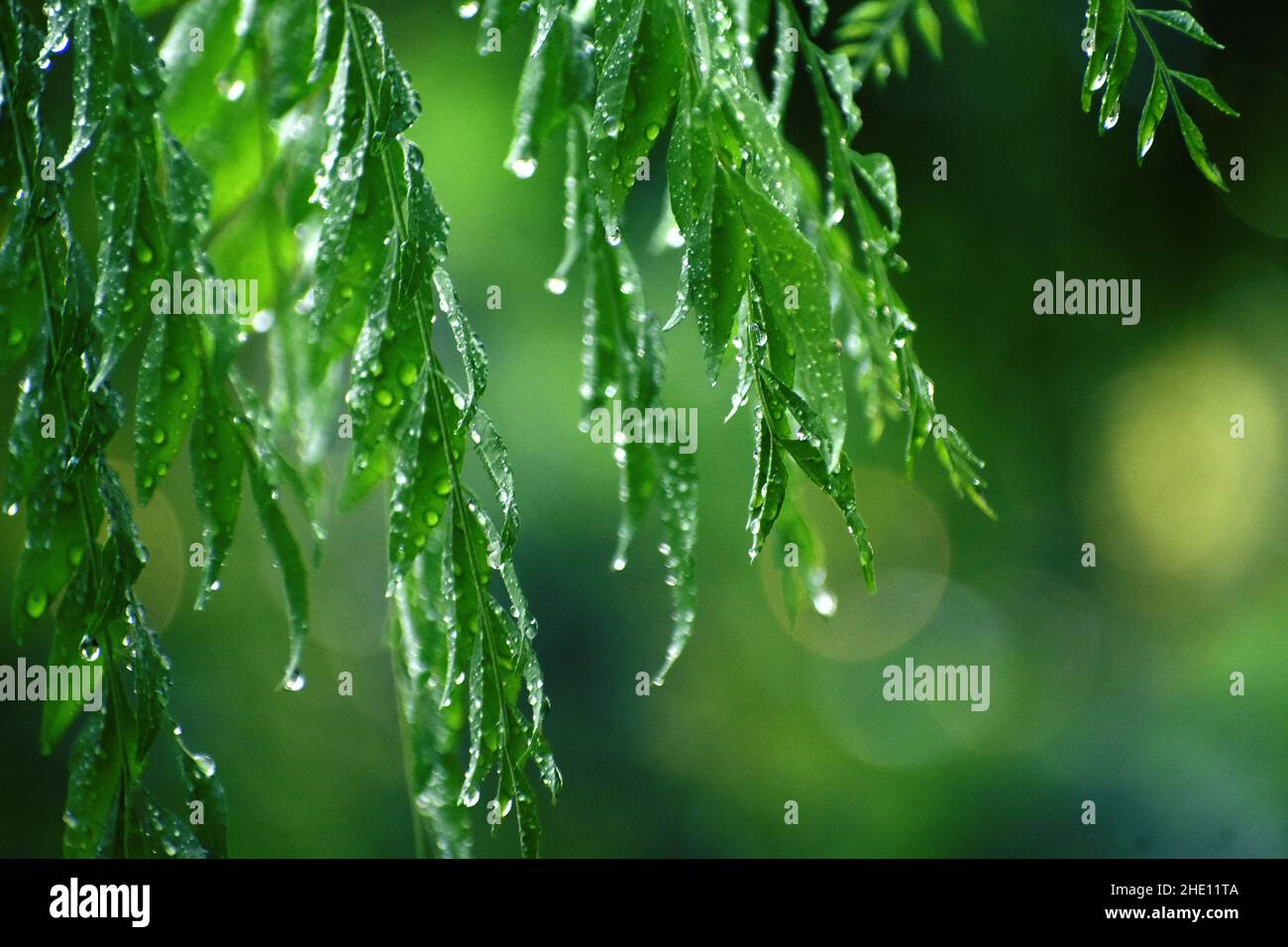 Closeup shot of rain drops on the green leaves of a tree on a blurred background Stock Photo