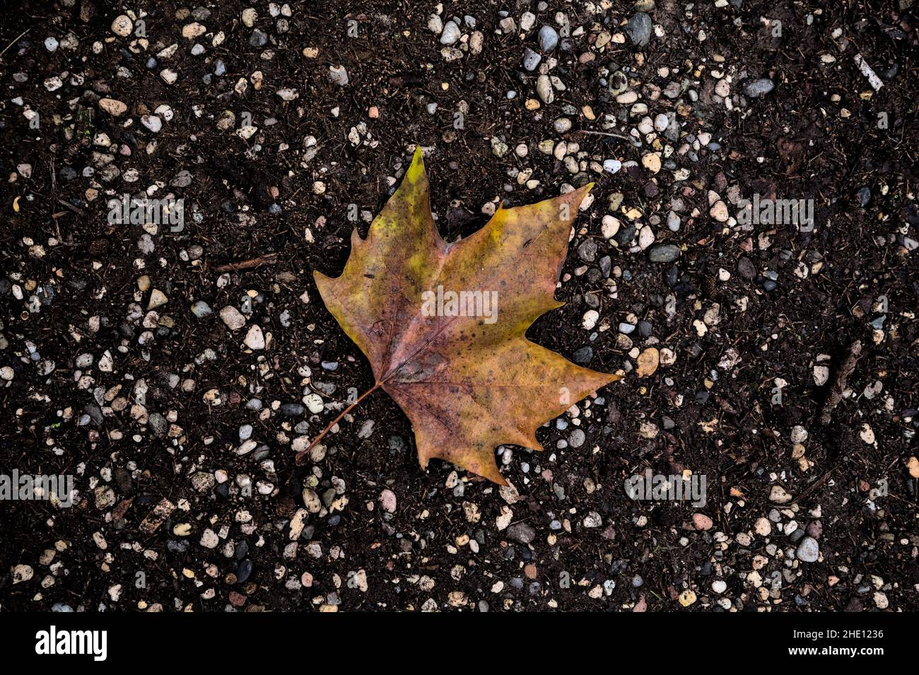 Fallen maple leaves on the ground Stock Photo - Alamy