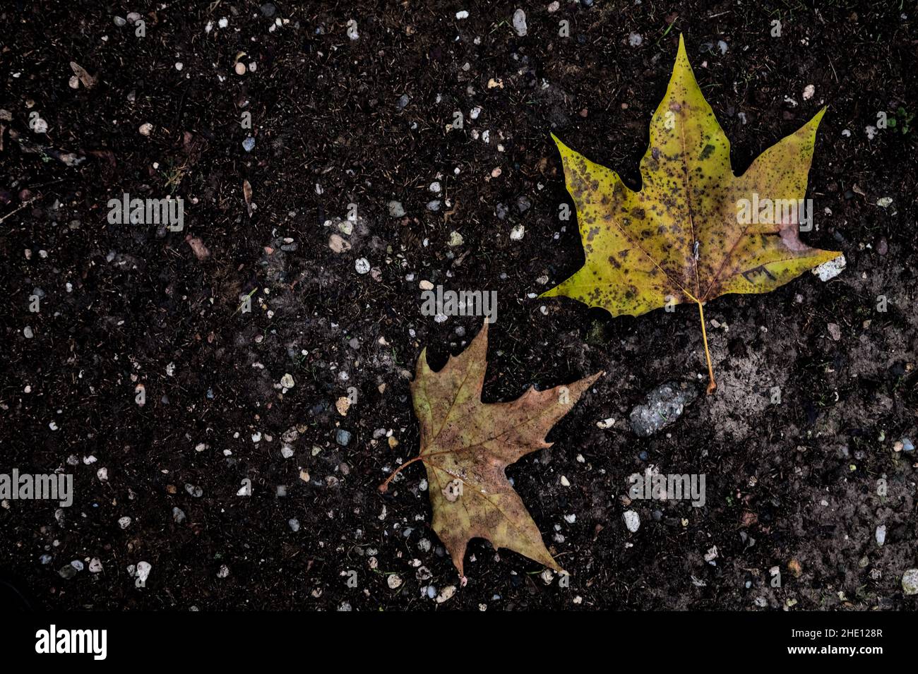 Fallen maple leaves on the ground Stock Photo - Alamy