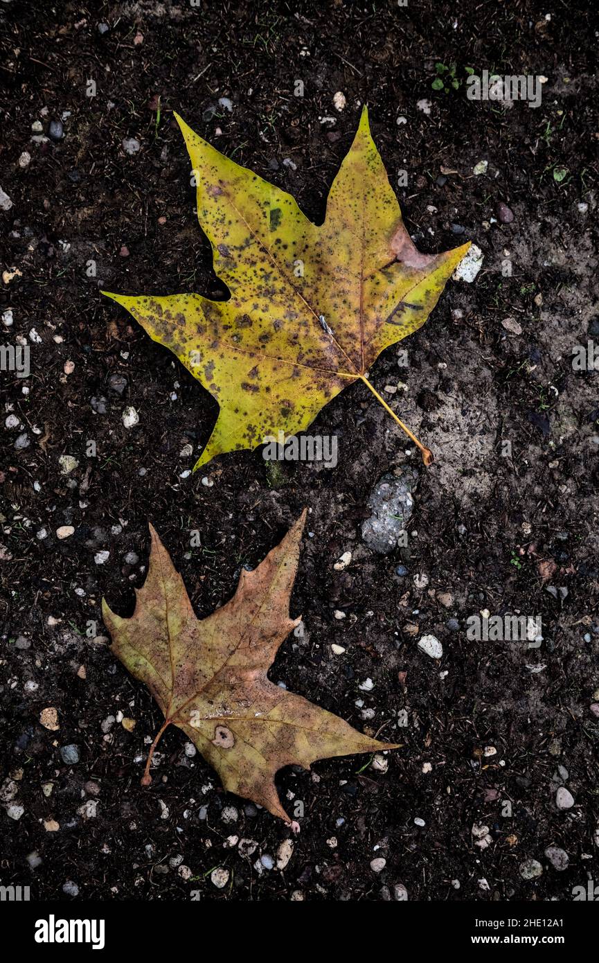 Fallen maple leaves on the ground Stock Photo - Alamy