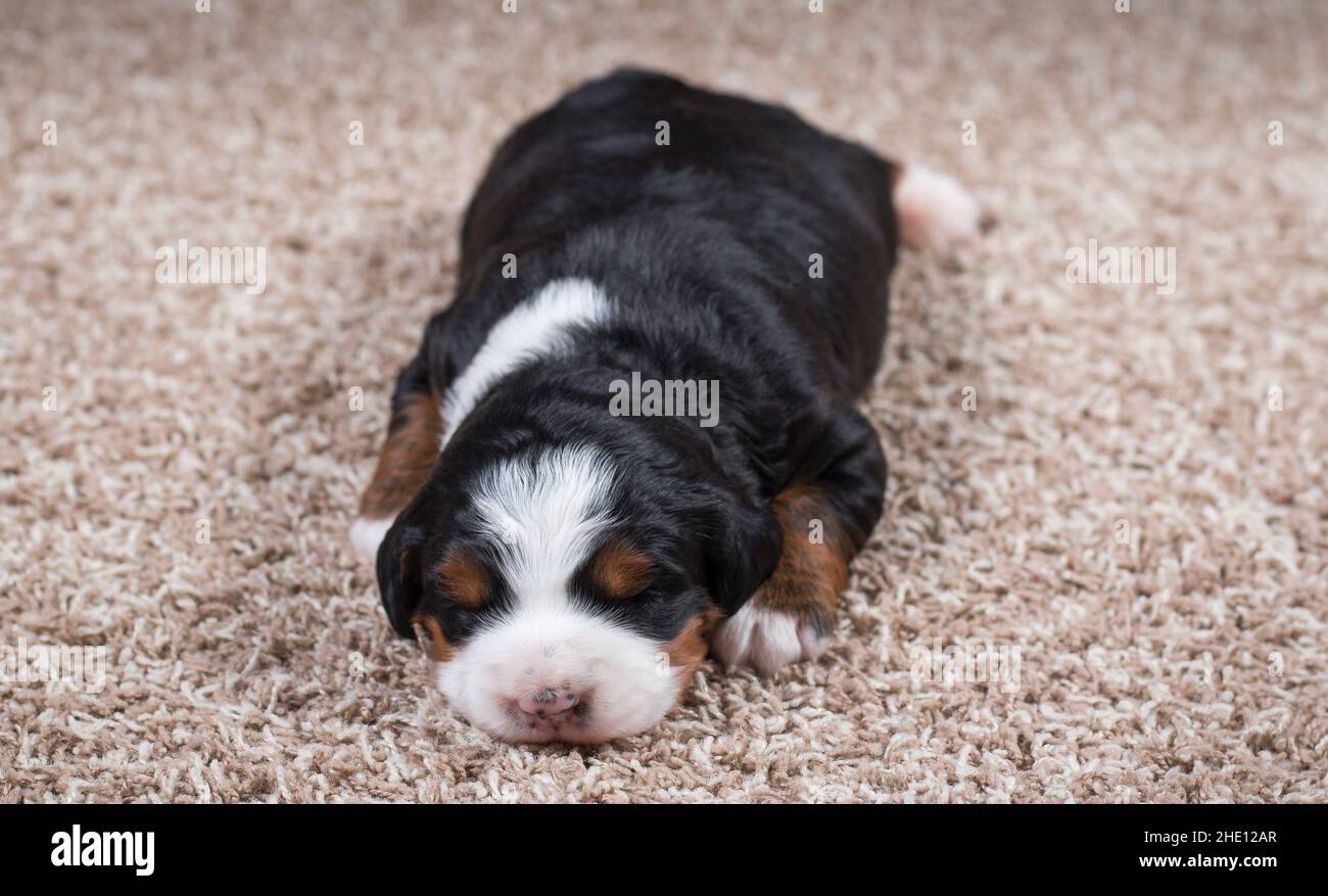 Tri colored Mini Bernedoodle Puppy sleeping on carpet Stock Photo