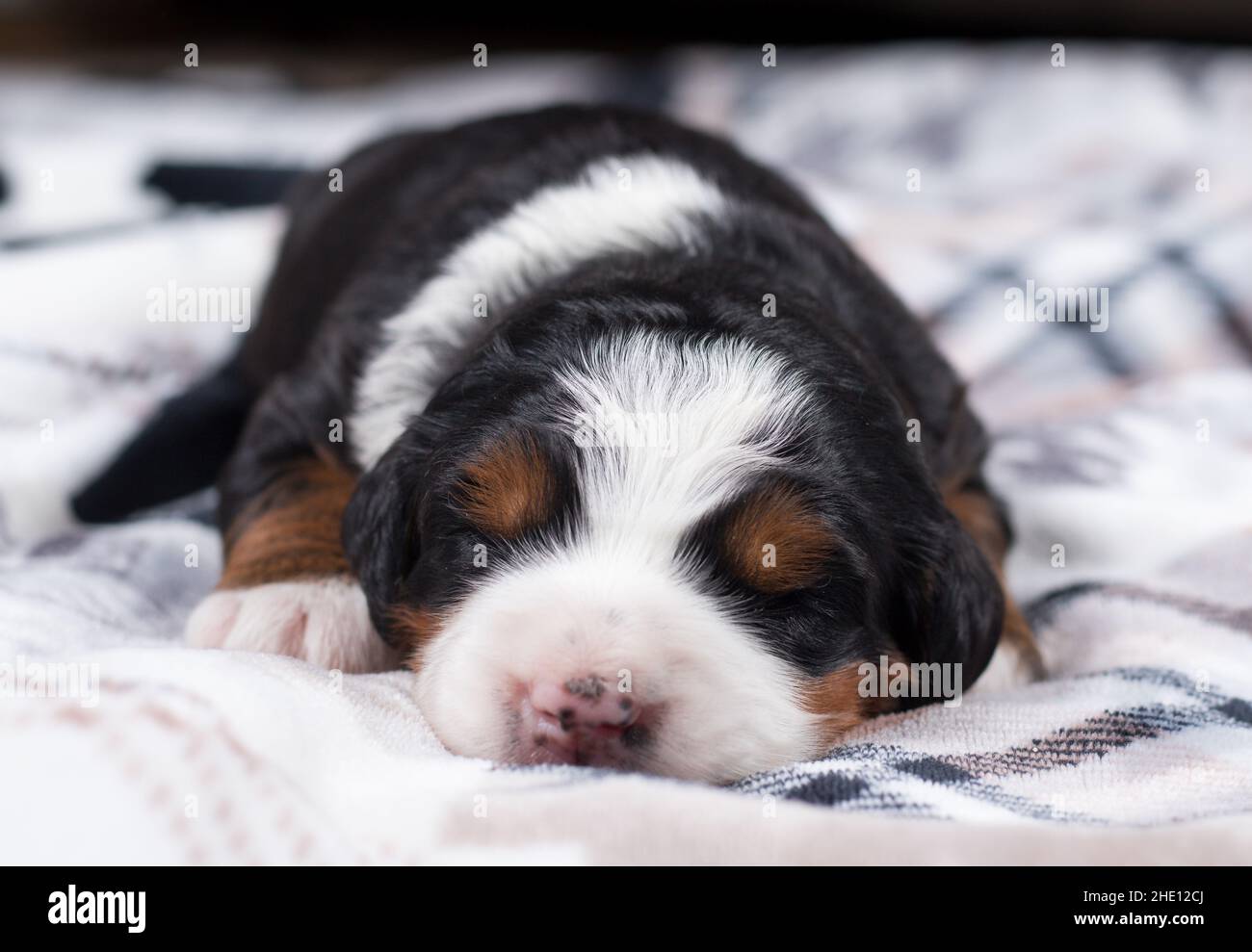 Tri colored Mini Bernedoodle Puppy sleeping on blanket Stock Photo