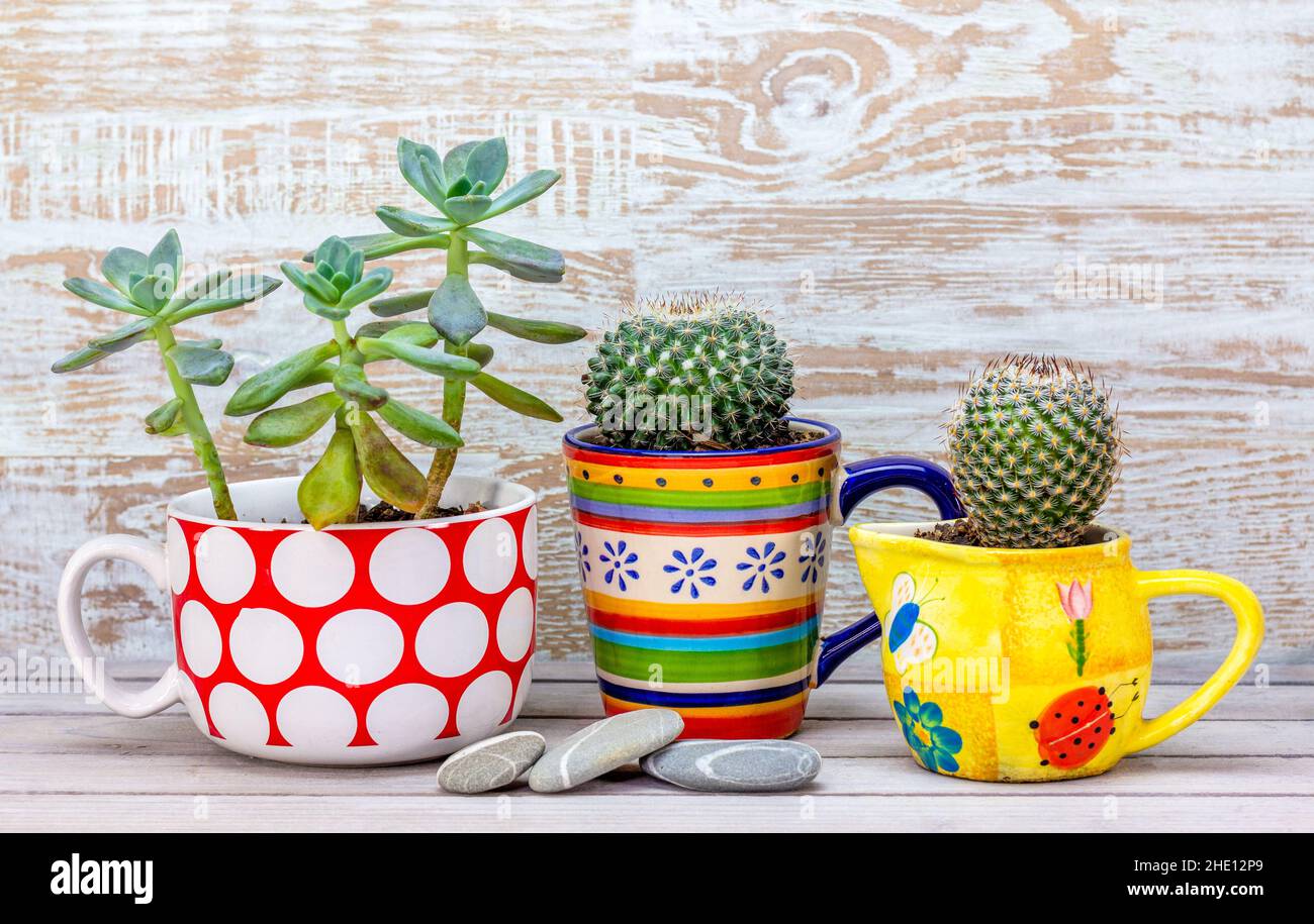 Real reused, recycled mugs as plant pots for succulents, alternative to plastic pots