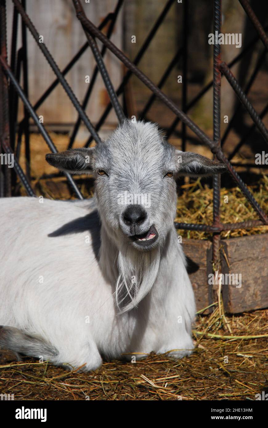 Funny little white goat chewing with tongue hanging out Stock Photo Alamy