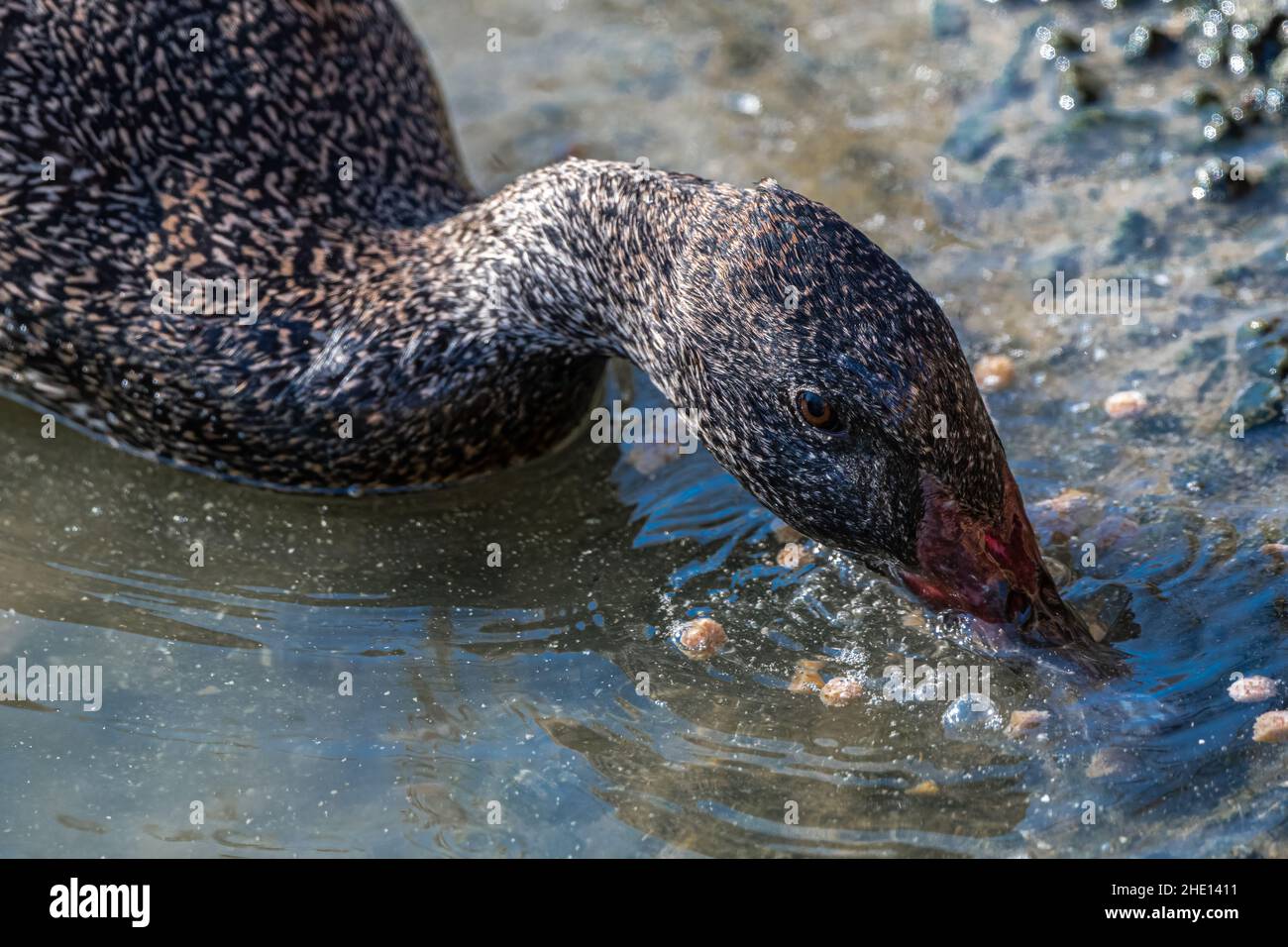 Dabbling Freckled Duck (Stictonetta naevosa) Stock Photo