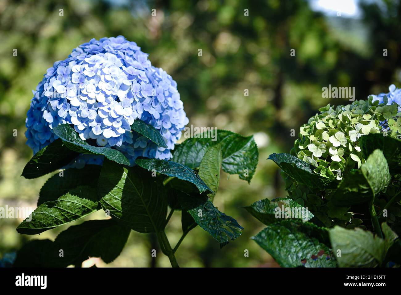 Hydrangeas, very beautiful and vibrant flowers Stock Photo - Alamy