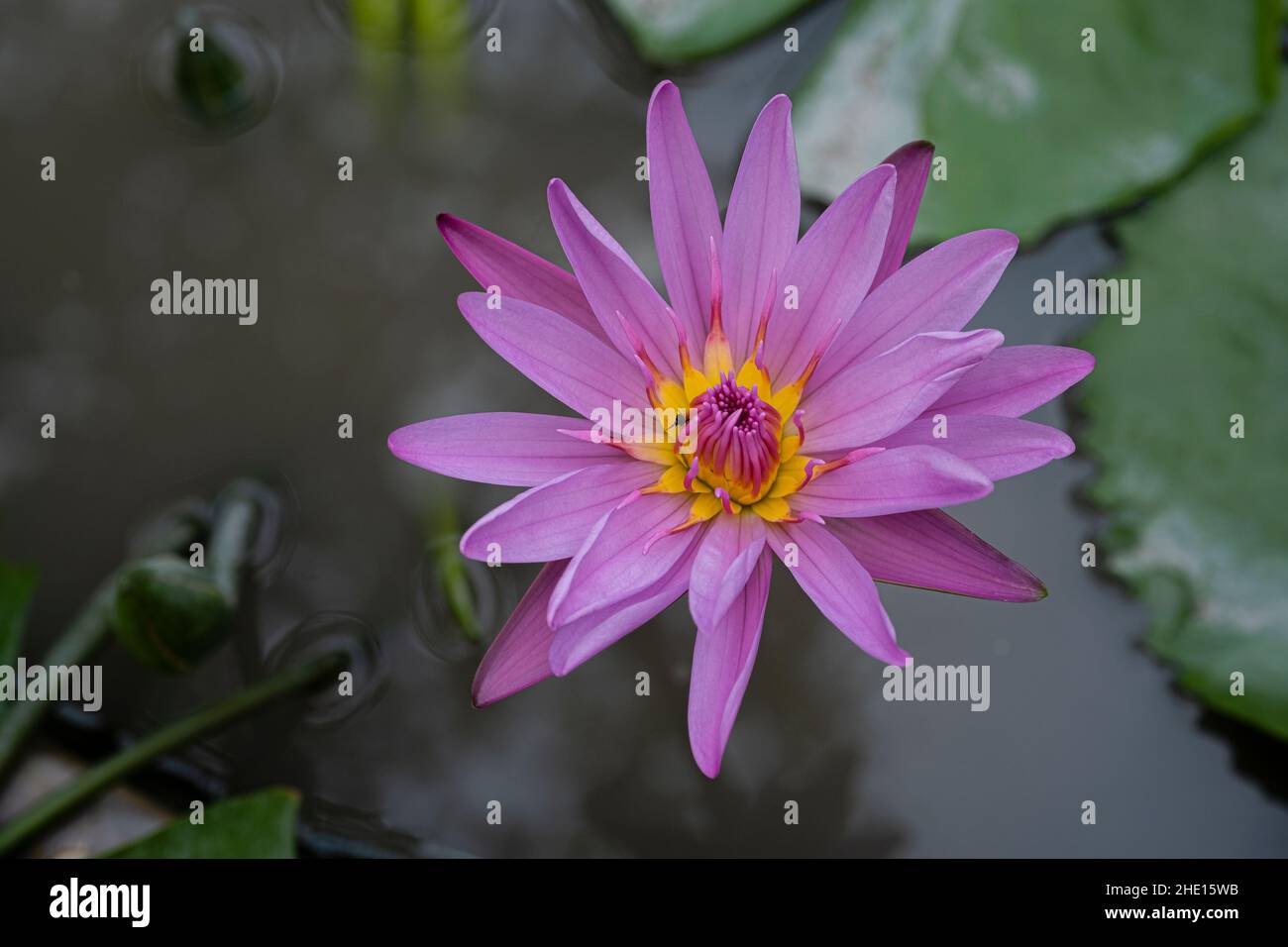 aquatic plants with their names