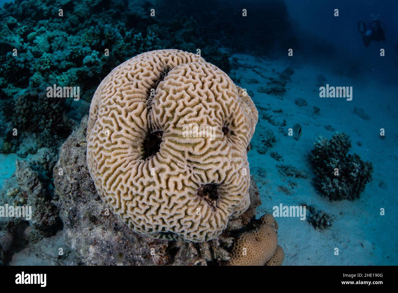 A brain coral in the red sea off the coast of Egypt. Stock Photo