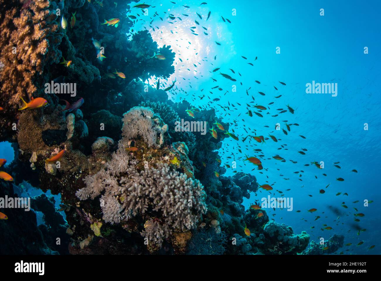 Schools of mainly sea goldies or sailfin Anthias (Pseudanthias squamipinnis) over coral in the clear waters of the red sea in Egypt. Stock Photo