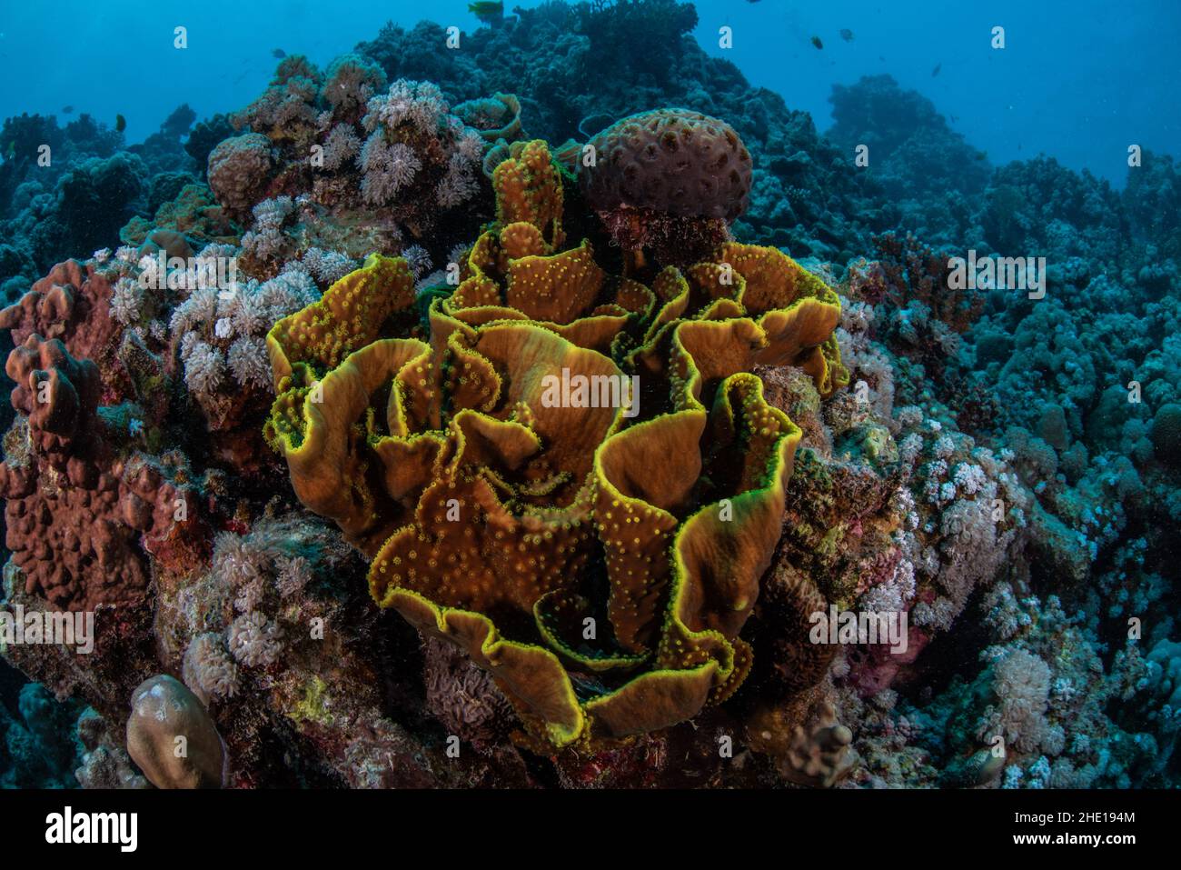 A vibrant yellow disc coral (Turbinaria mesenterina) on a reef in the red sea, Egypt. Stock Photo