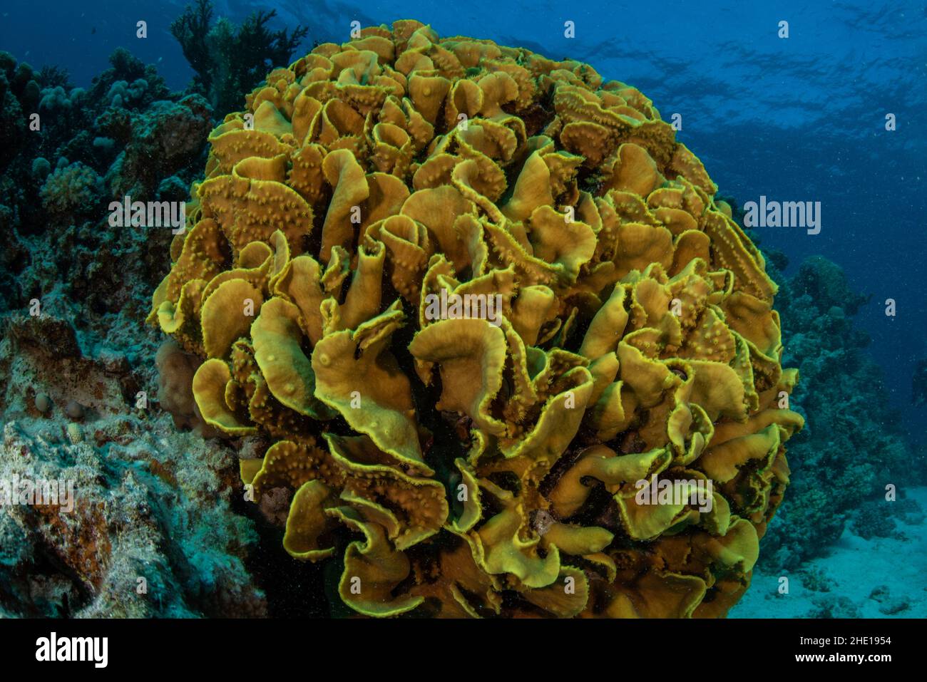 A vibrant yellow disc coral (Turbinaria mesenterina) on a reef in the red sea, Egypt. Stock Photo