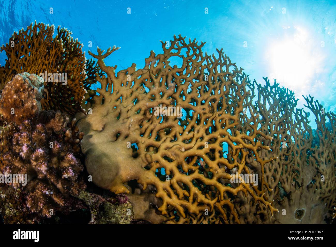 Yellow hard corals in the red sea of Egypt off the coast of Hurghada. Stock Photo