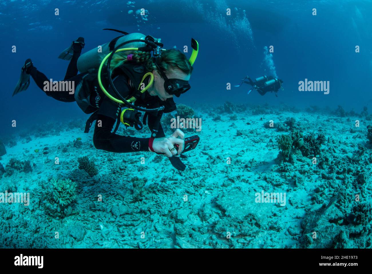A biologist swims over the seafloor with a small underwater camera in her hand to document in the Red Sea, Egypt. Stock Photo