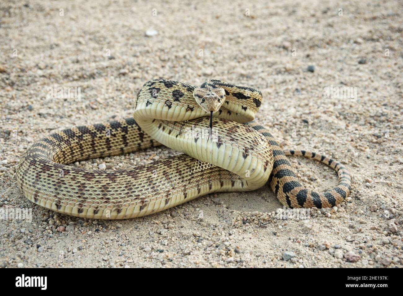 gopher snake or Pituophis catenifer curled up mimicking a rattlesnake on a dirt road Stock Photo