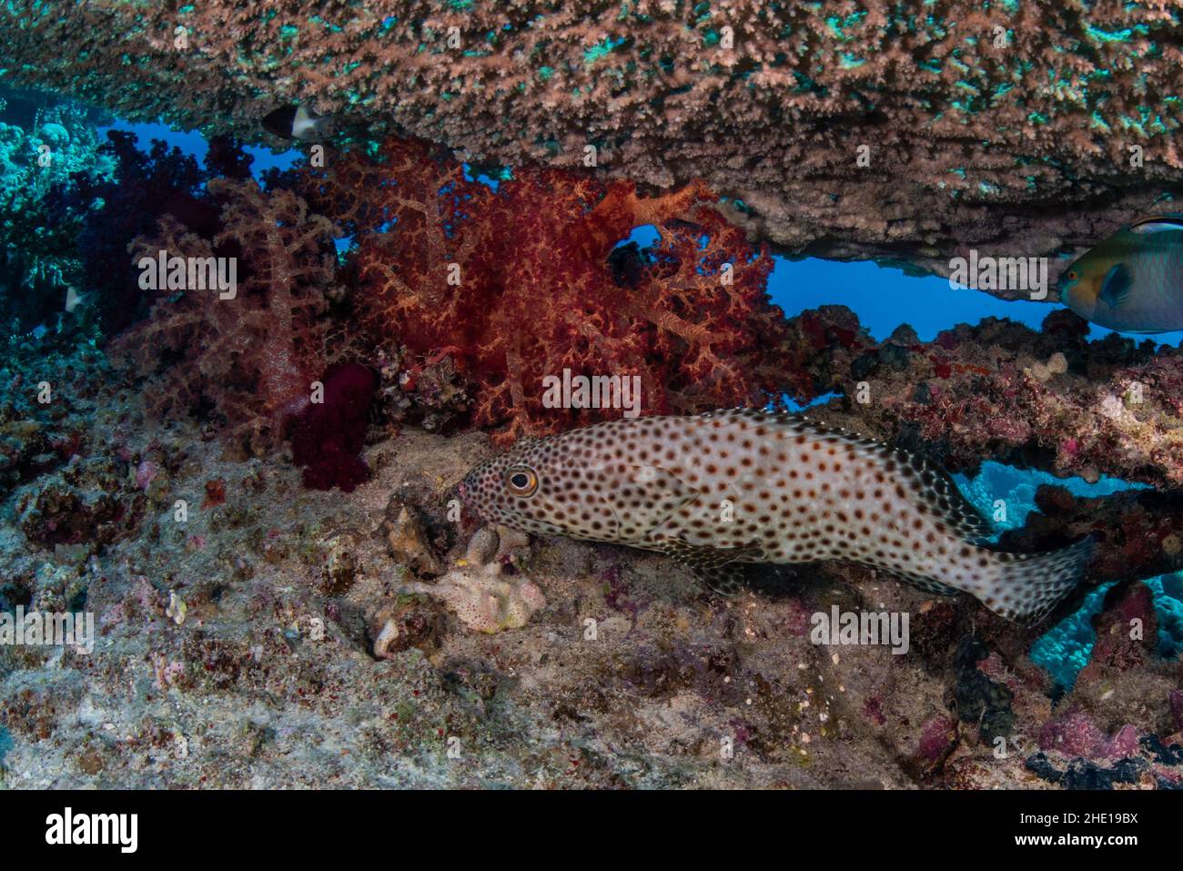 Arabian grouper (epinephelus tauvina) from the Red sea, Egypt. Stock Photo