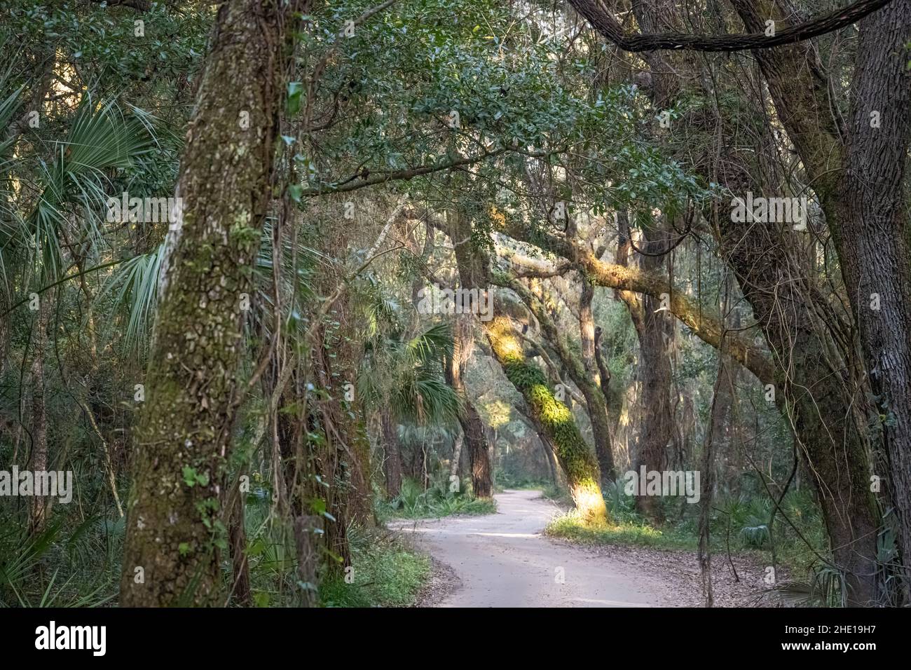 Sunrise light filters through the tree canopy on Fort George Island's winding dirt road to Kingsley Plantation in Jacksonville, Florida. (USA) Stock Photo