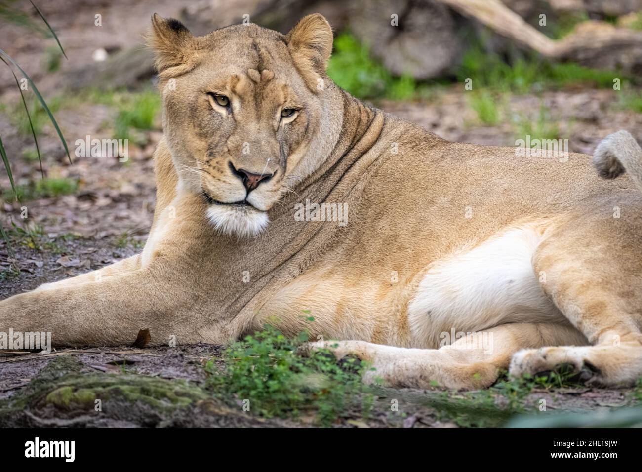 African lioness (Panthera leo) at Jacksonville Zoo and Gardens in Jacksonville, Florida. (USA) Stock Photo