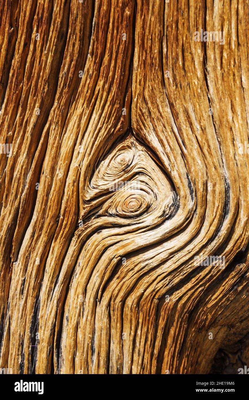 wood grain on pine tree trunk Stock Photo - Alamy