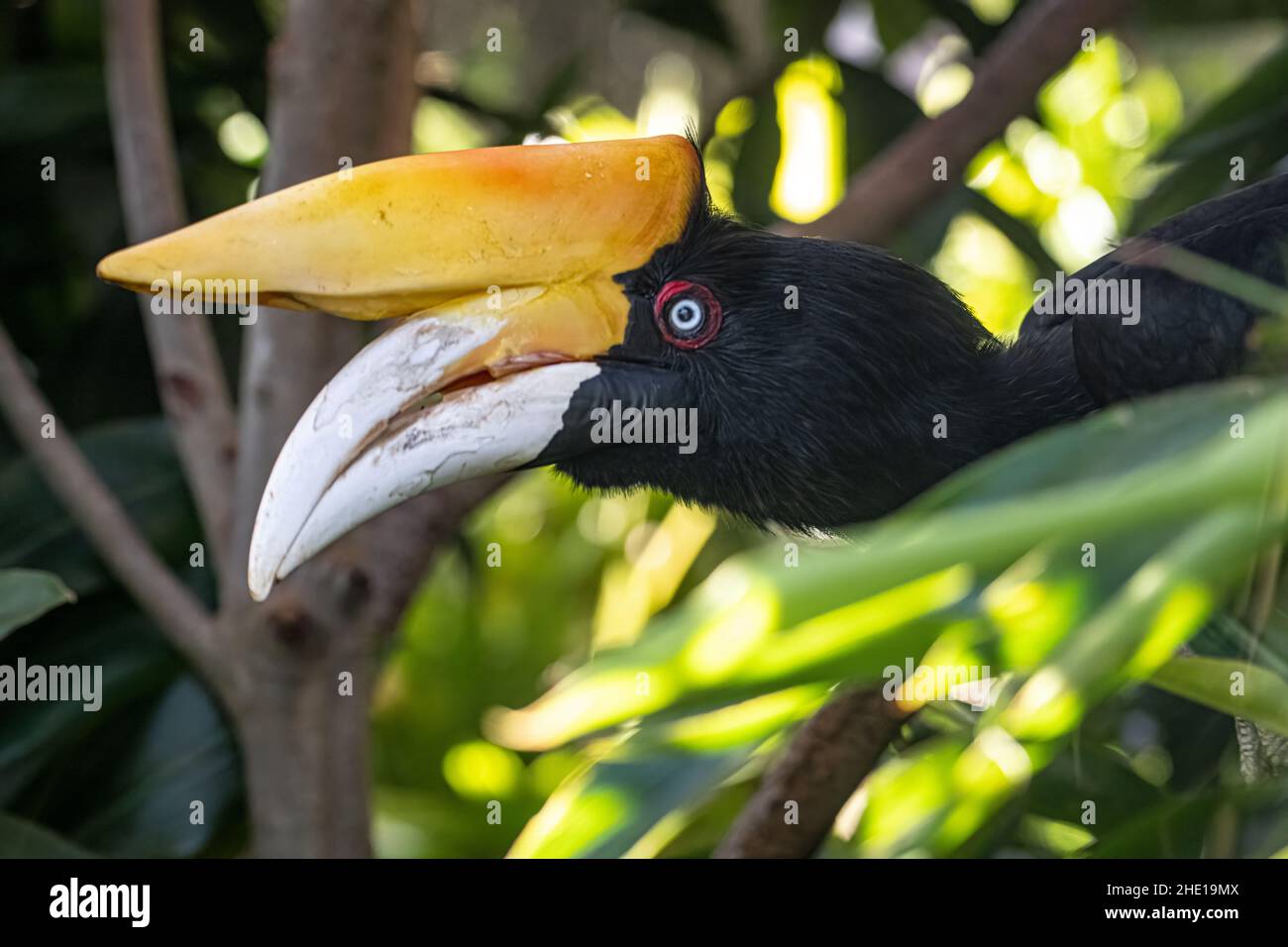 Rhinoceros Hornbill (Buceros rhinoceros) at Jacksonville Zoo and Gardens in Jacksonville, Florida. (USA) Stock Photo