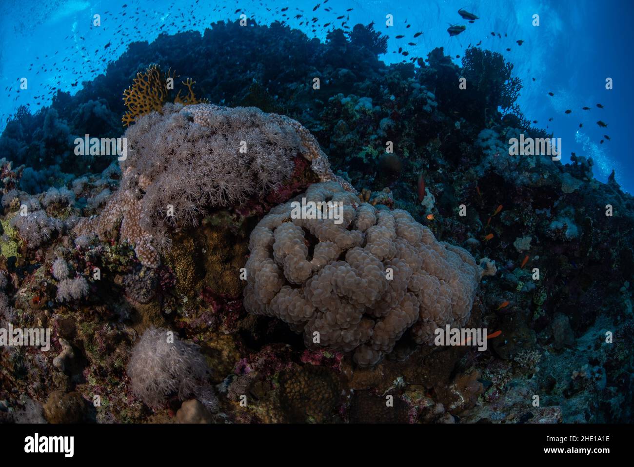 Bubble coral (plerogyra sinuosa) and pulsing xenia (Heteroxenia) soft coral next to each other in the red sea, Egypt. Stock Photo