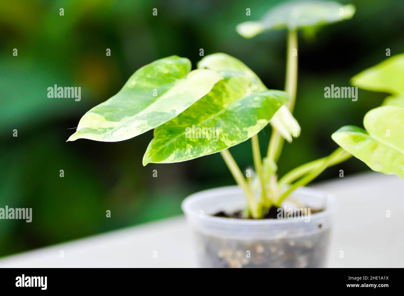 Philodendron Burle Marx Variegated, Philodendron or ARACEAE plant Stock Photo Alamy