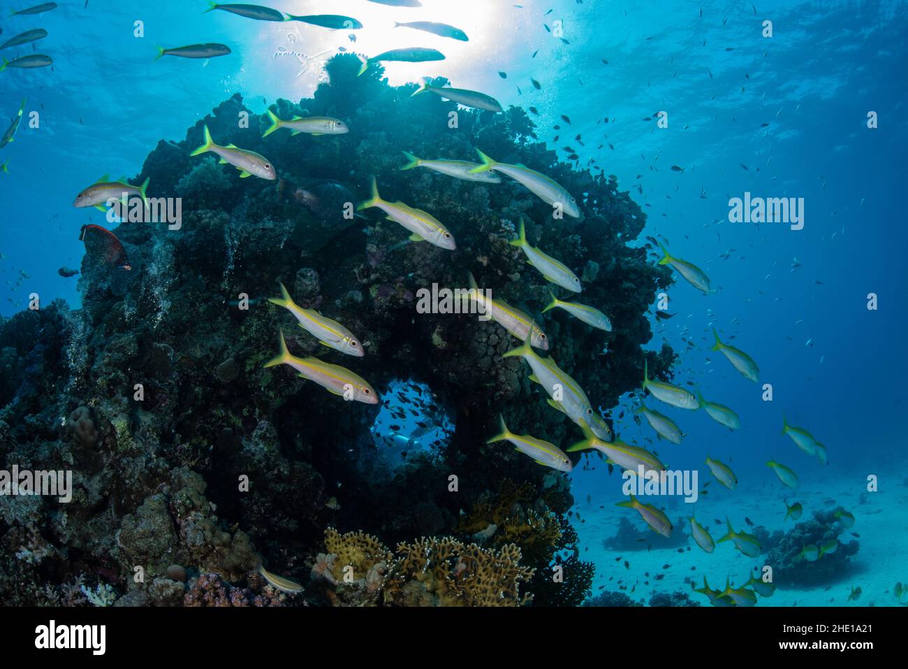 A shoal of yellowfin goatfish (Mulloidichthys vanicolensis) swim infront of a coral formation in the Red sea, Egypt. Stock Photo