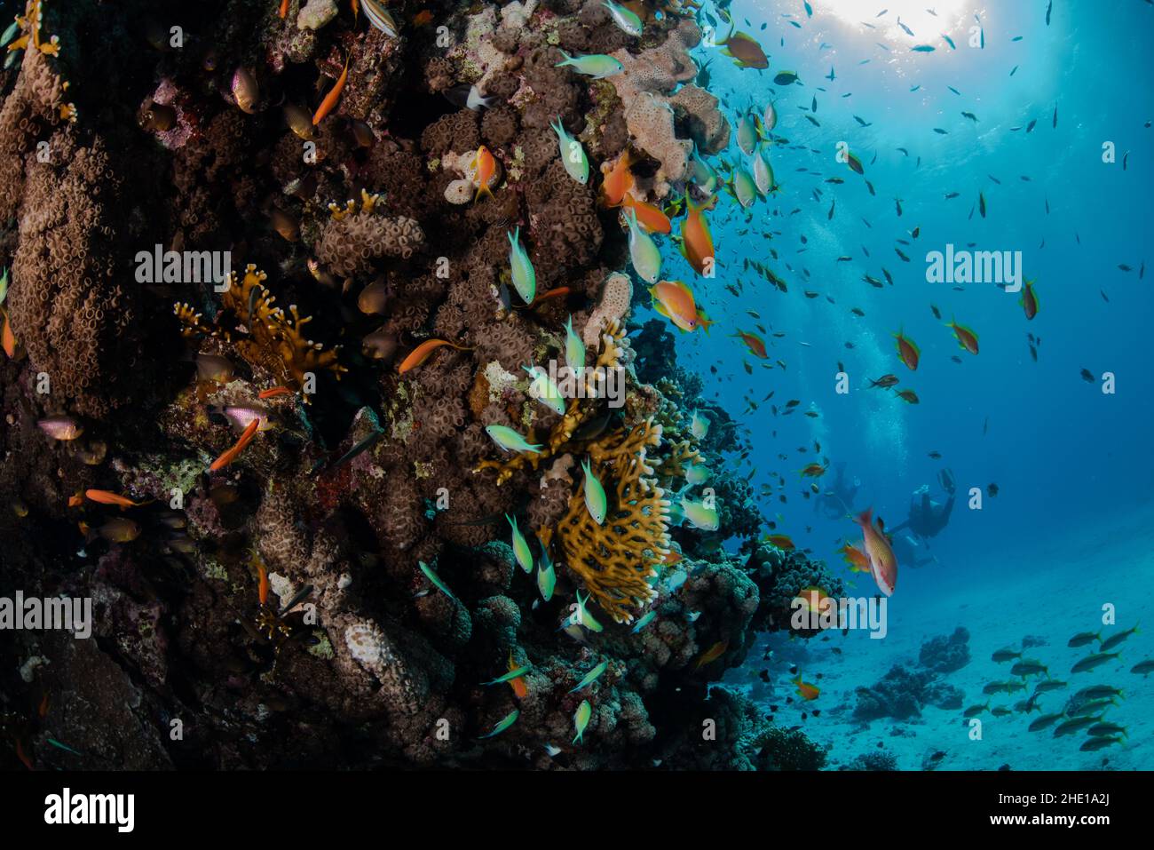 Schools of lyretail anthias (Pseudanthias squamipinnis) and green chromis (Chromis viridis) gather over coral in the Red Sea, Egypt. Stock Photo