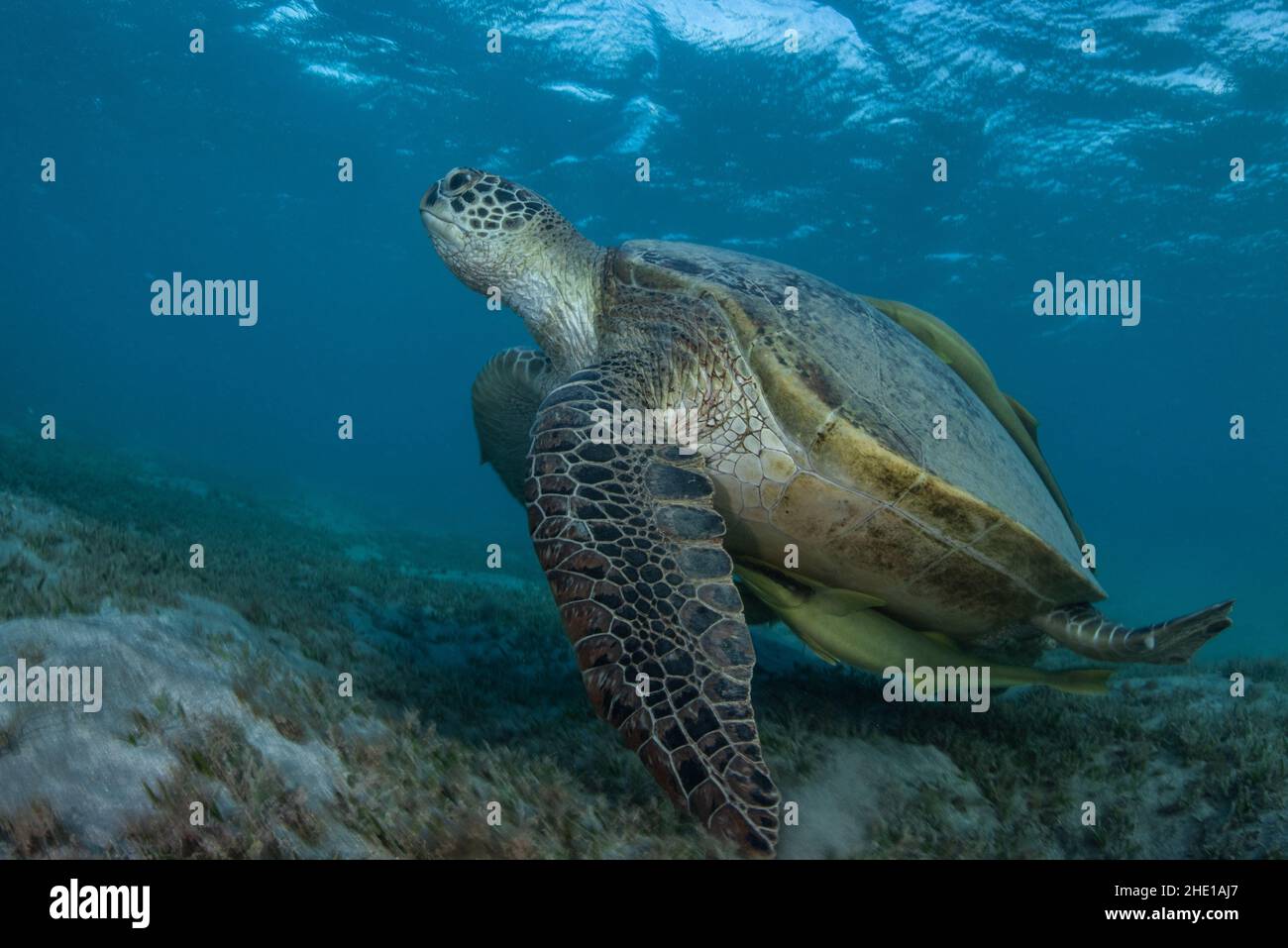 A green sea turtle (Chelonia mydas) an endangered species of reptile feeding on seagrass in the Red sea, Egypt. Stock Photo