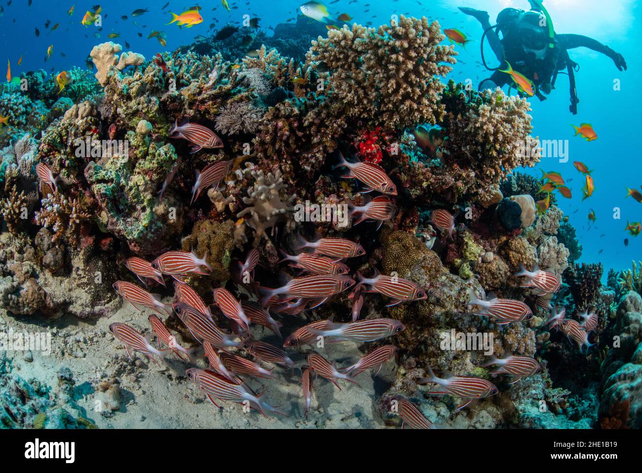 Crown squirrelfish (Sargocentron diadema) and other fish including lyretail anthias on a coral reef as a scuba diver approaches in the Red sea, Egypt. Stock Photo