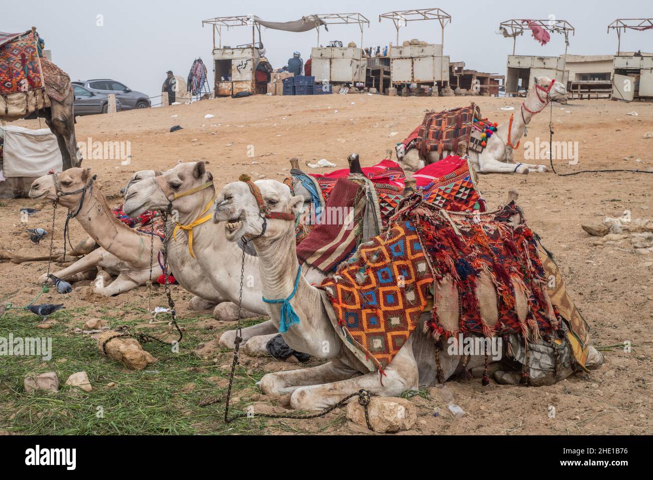 Captive livestock dromedary camels (Camelus dromedarius) used for giving tourists rides in Egypt. Stock Photo