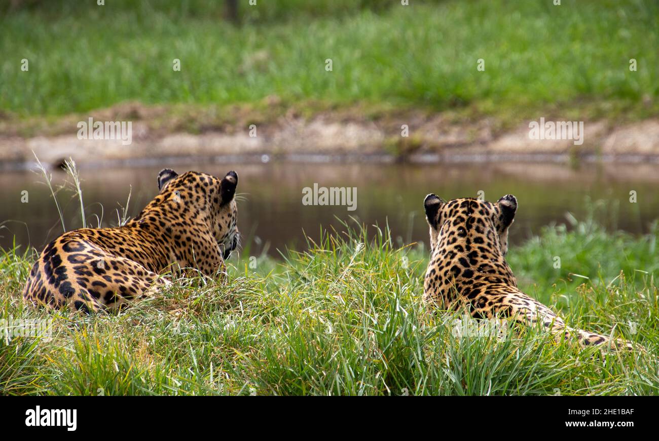 A jaguar at the Jukani sanctuary on the Garden Route in South Africa Stock  Photo - Alamy