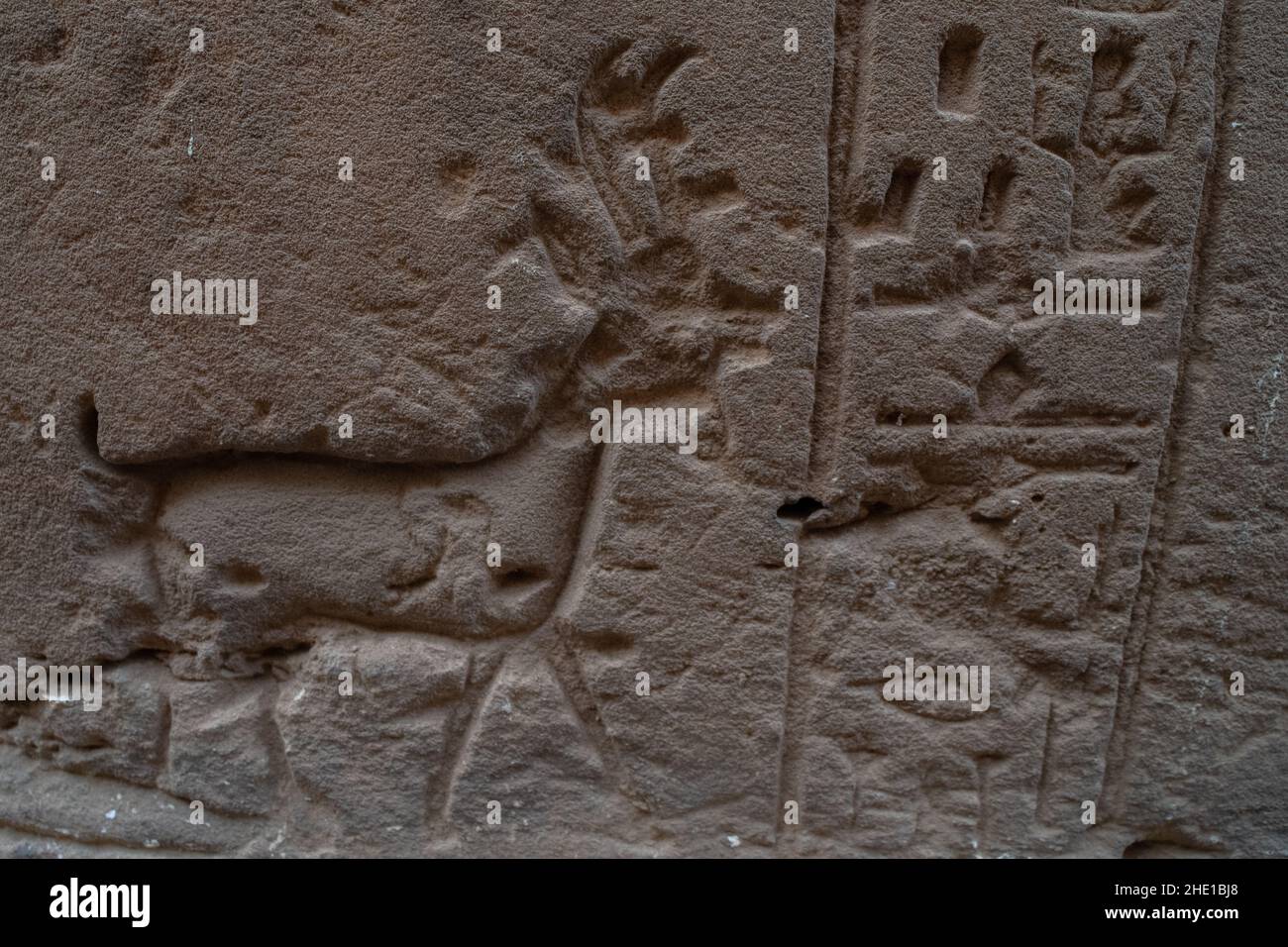 An ancient carving of a deer with antlers on the temple wall at Edfu, Egypt. Stock Photo