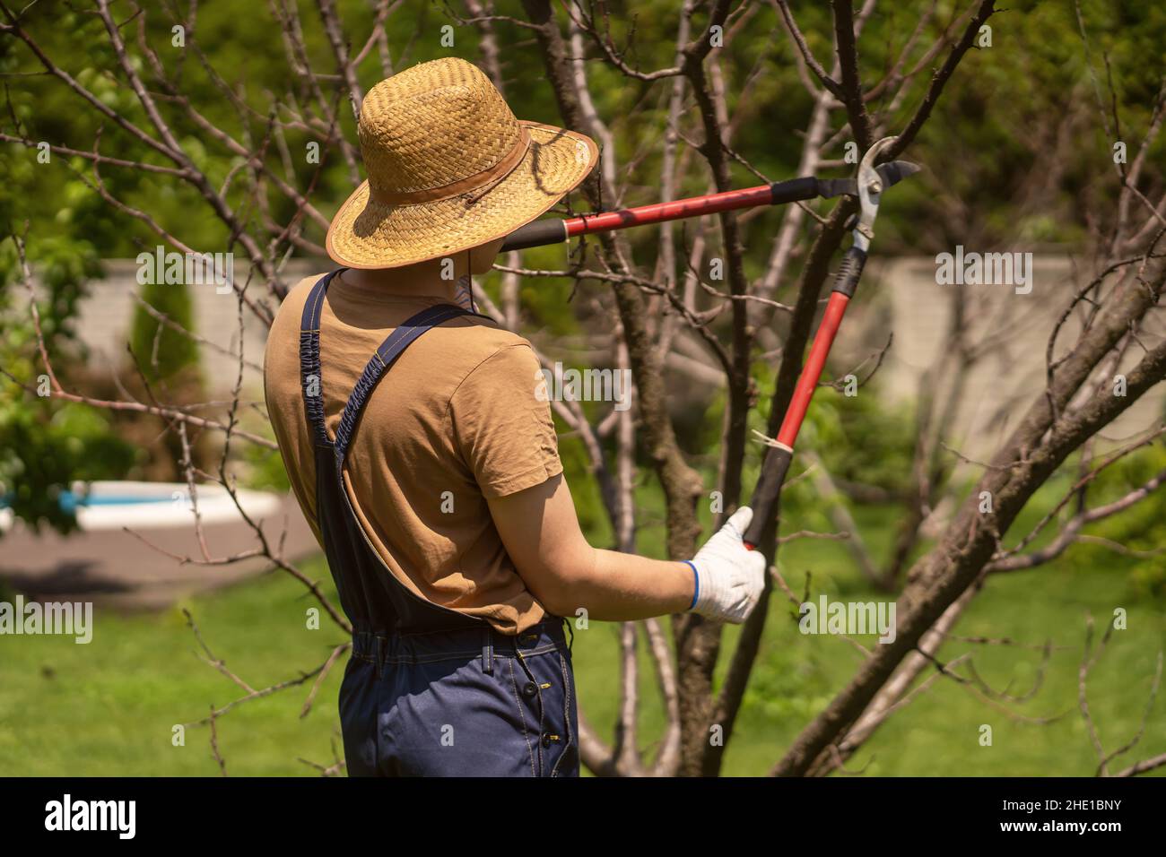 Gardener is cutting tree branches with a pruner Stock Photo - Alamy