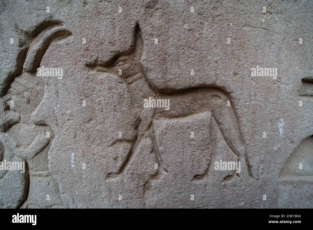 An ancient carving of a jackal on a temple wall in Edfu, Egypt. Stock Photo