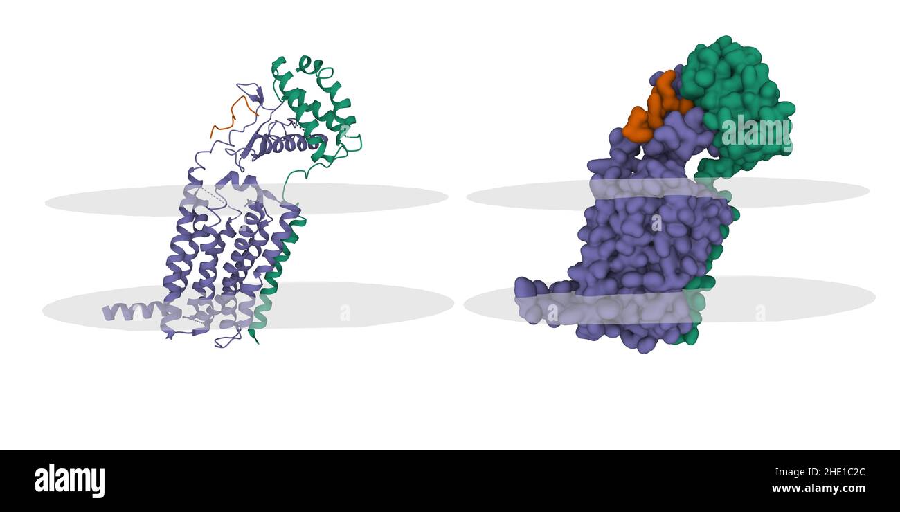 Structure of the CGRP receptor (blue) with CGRP peptide (brown) and ...