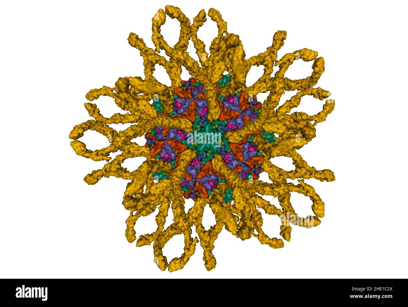 Cryo-em structure of human coxsackievirus A21 complexed with five domain icam-1 (brown). 3D Gaussian surface model, PDB 1z7z, white background Stock Photo