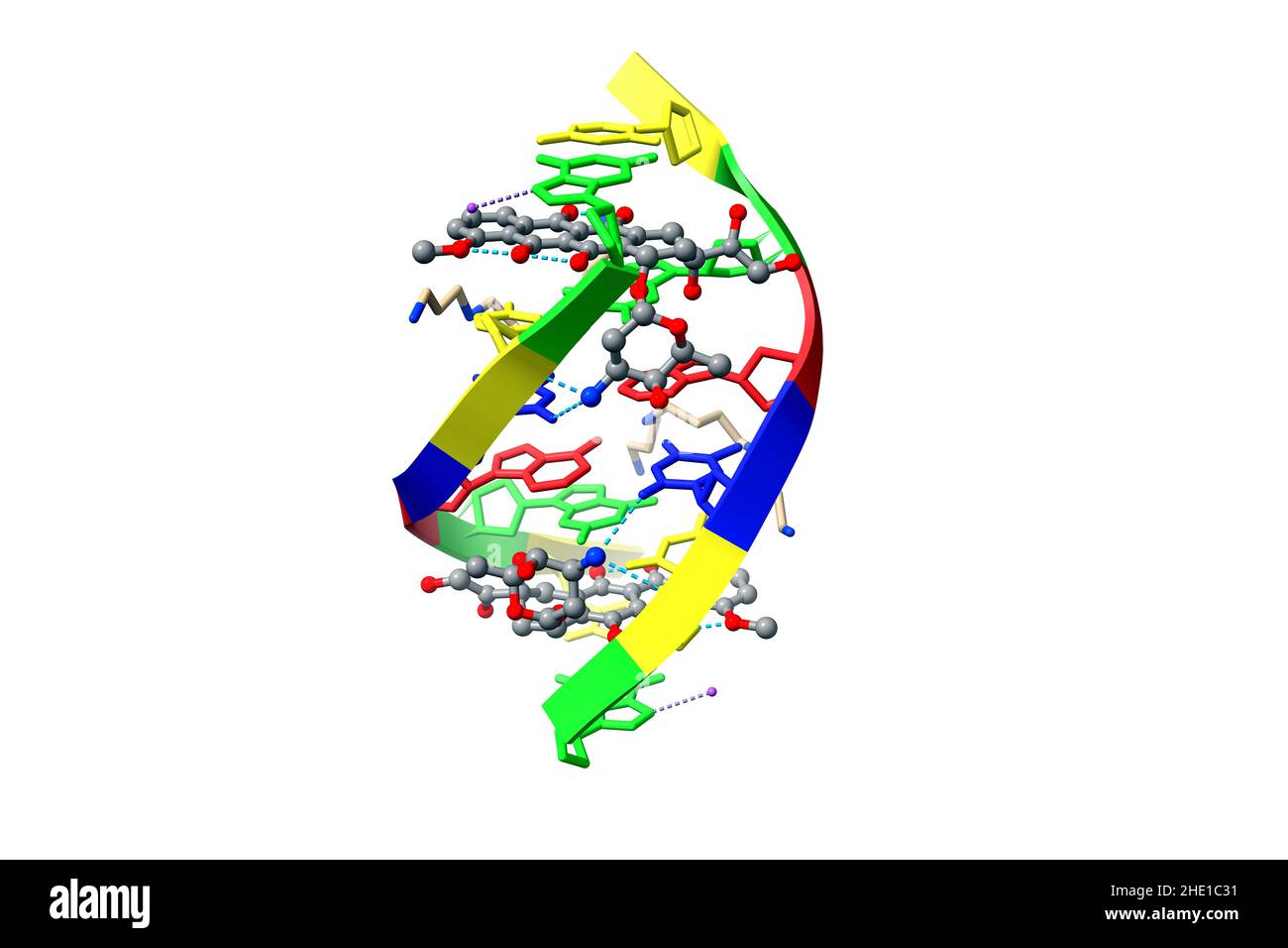 Structure of DNA complexed with anticancer drug doxorubicin (grey). 3D cartoon and ball-and-stick model, PDB 1d12, white background. Stock Photo